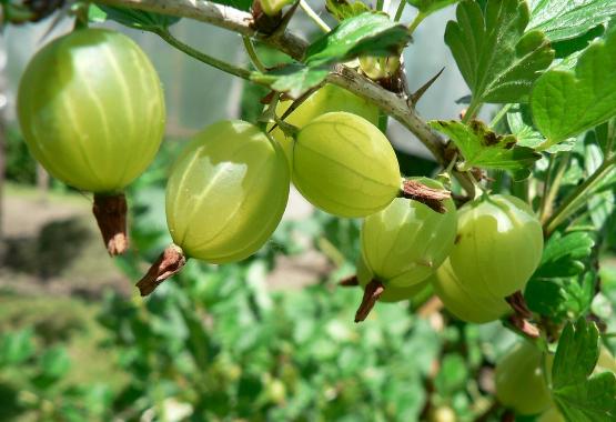 The Mother Herb - Indian Gooseberry