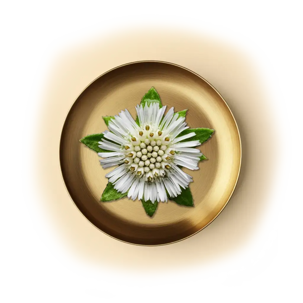 MANJISTHA