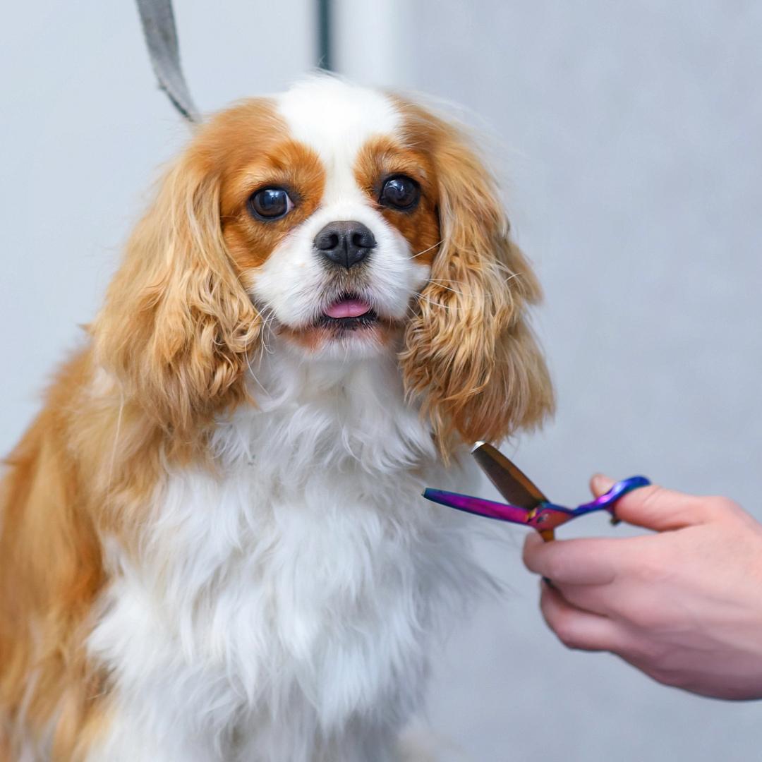 Close-up of the hands of a groomer who cuts a cavalier king charles spaniel dog after washing on a grooming salon