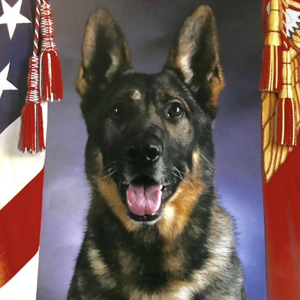 k9 corado in his official photo