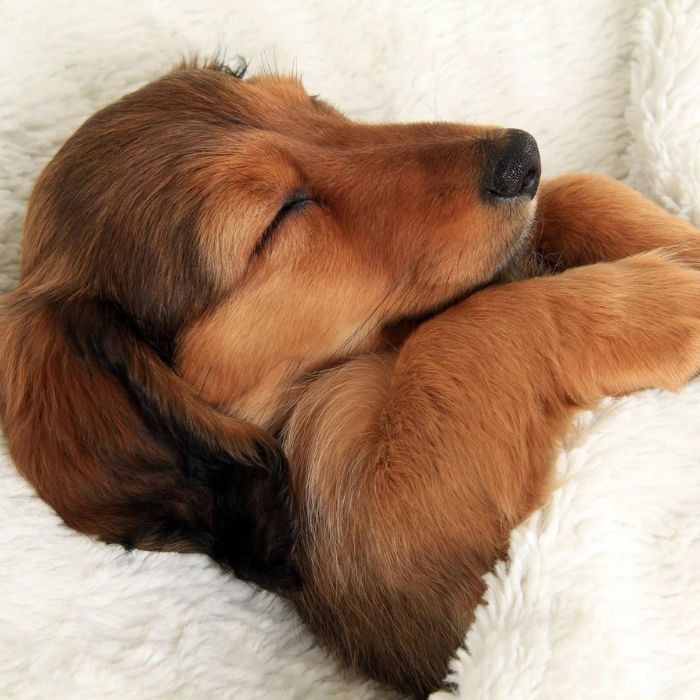 Puppy asleep in bed