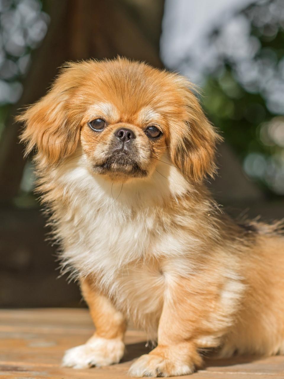 Pekingese dog