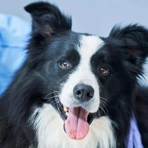 How to Teach Your Dog to ‘Talk’ Using Buttons