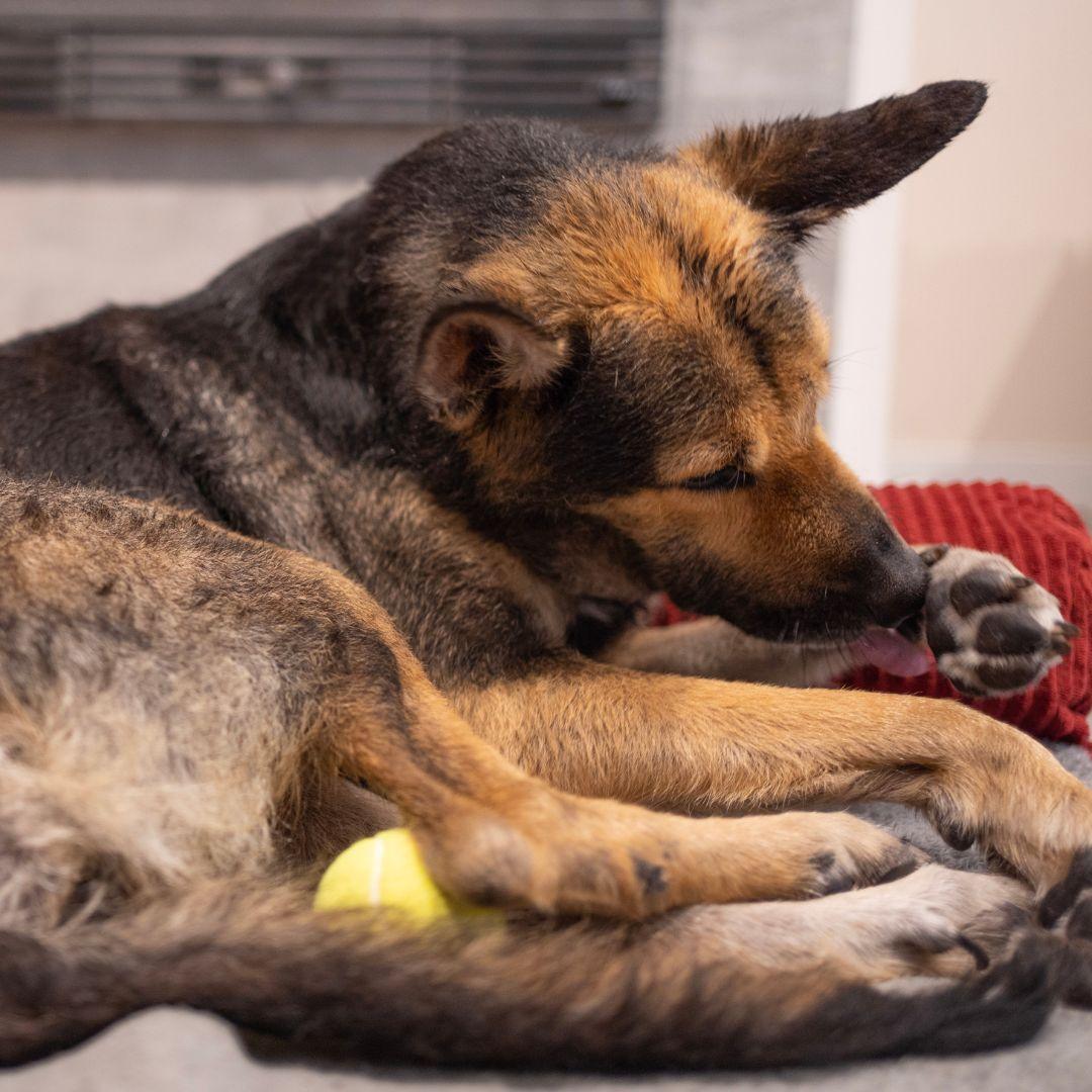 German Shepherd licking front paw