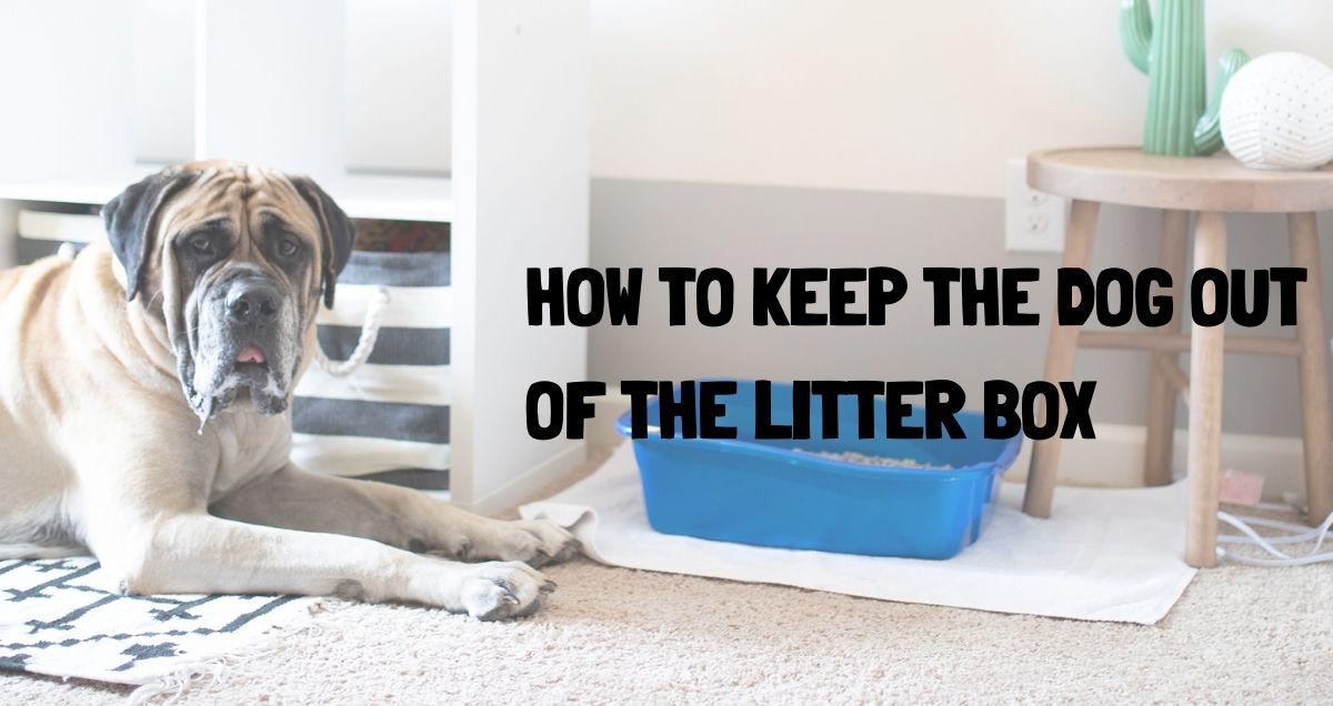 How to Keep the Dog Out of the Litter Box Guide – Door Buddy