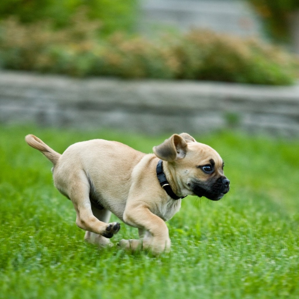 Running brown puppy