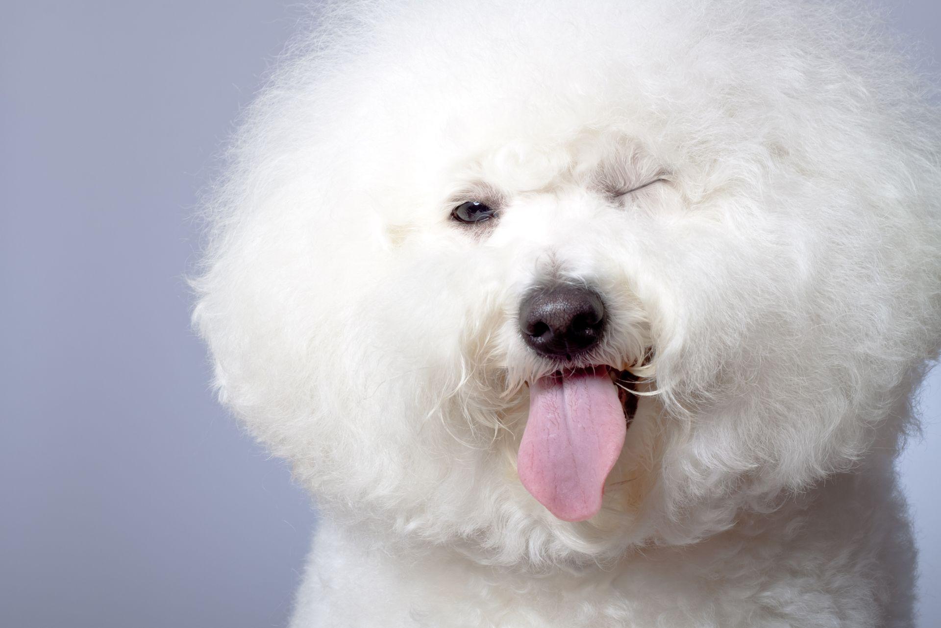 winking bichon frise