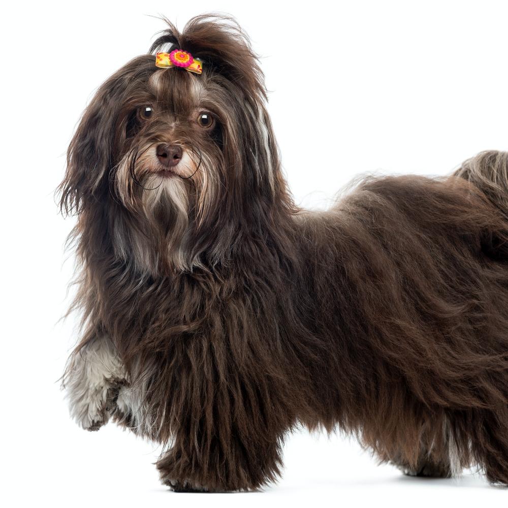 Side view of a Havanese looking at the camera, paw up, isolated on white