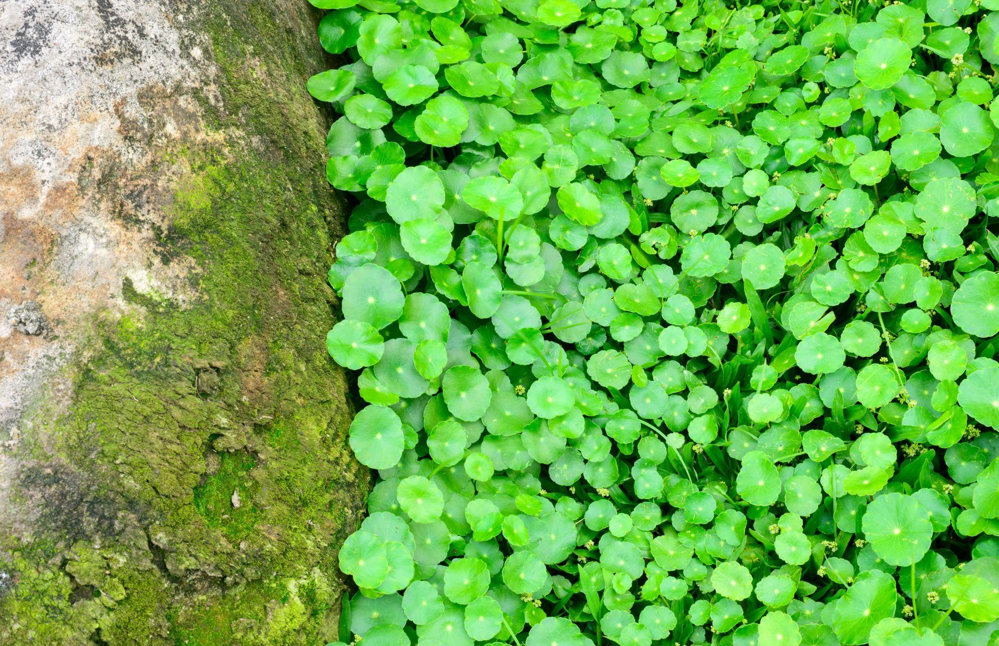 Aerial view of gotu kola next to a fallen log