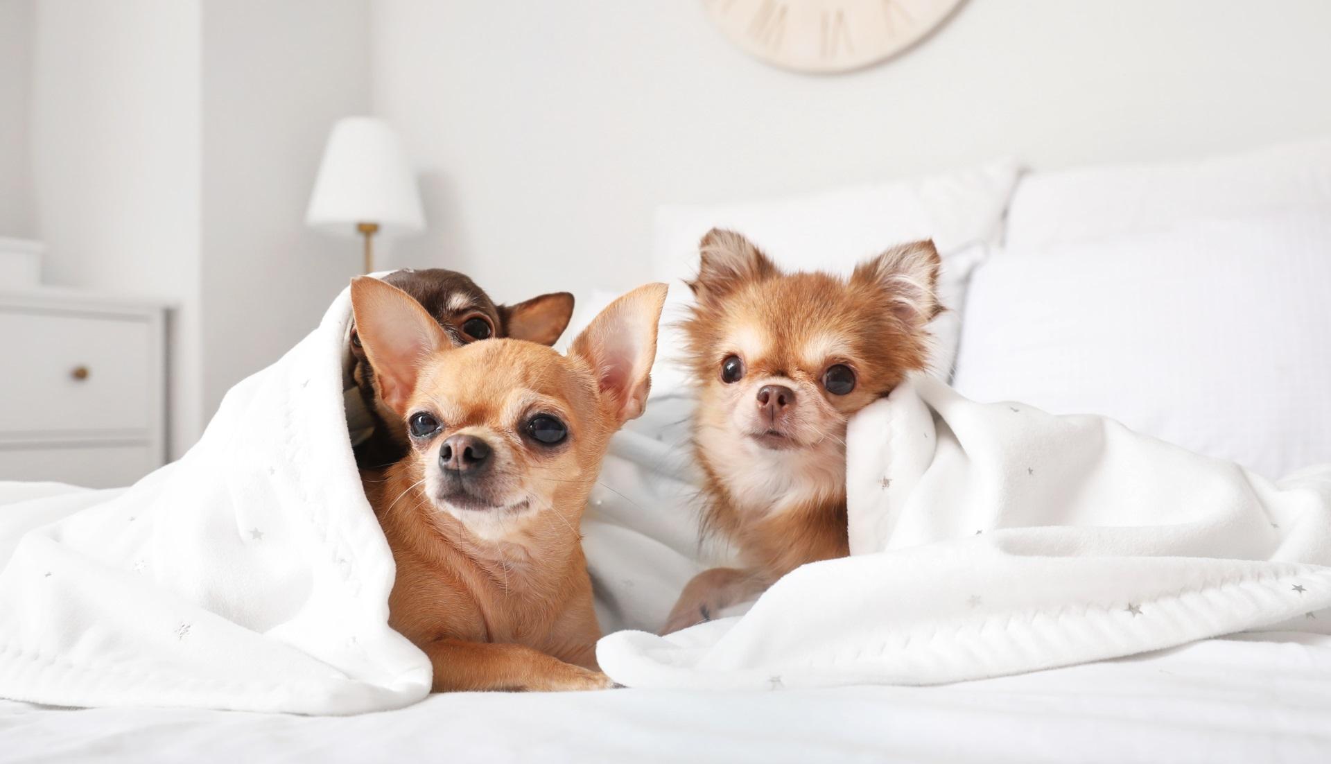 Cute chihuahua dogs on bed at home