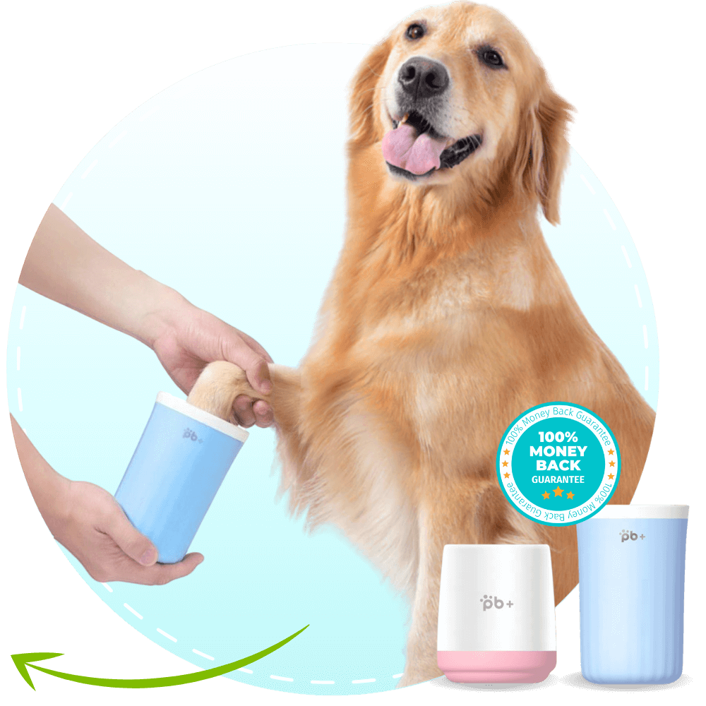 A Golden Retriever getting his paw cleaned with the Potty Buddy Paw Cleaner