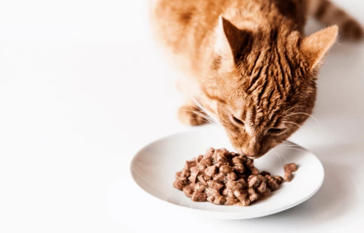 tips for feeding your cat