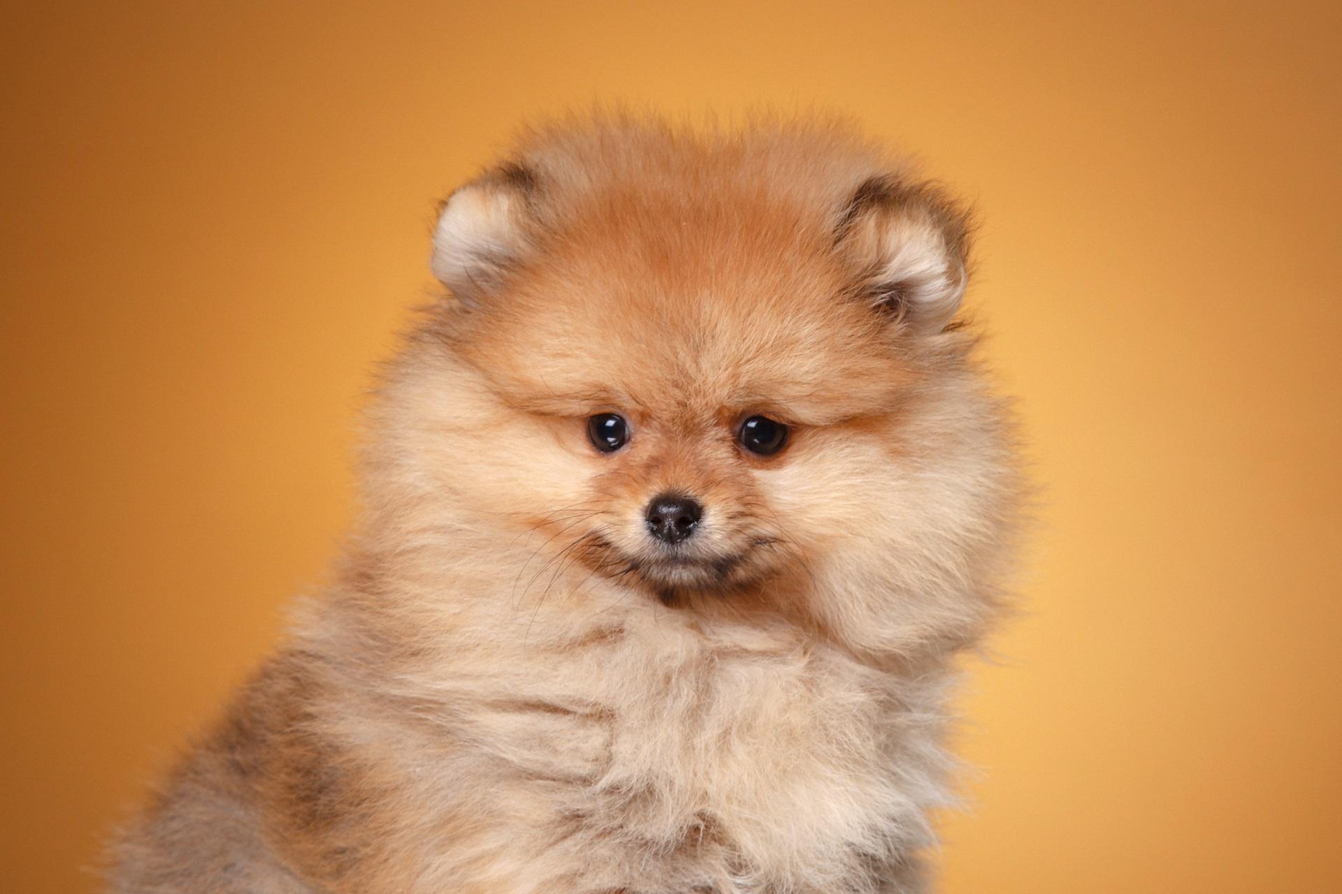 Beauty Red Pomeranian puppy