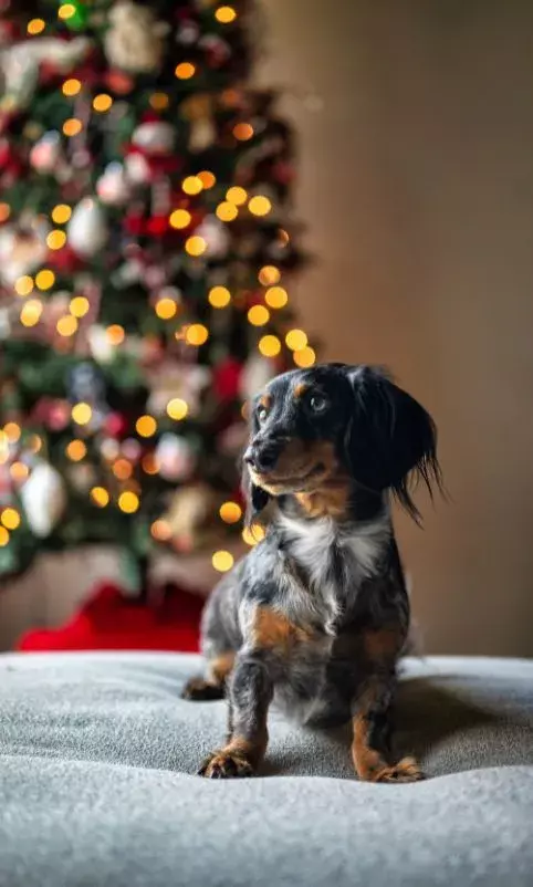christmas dog anxiety