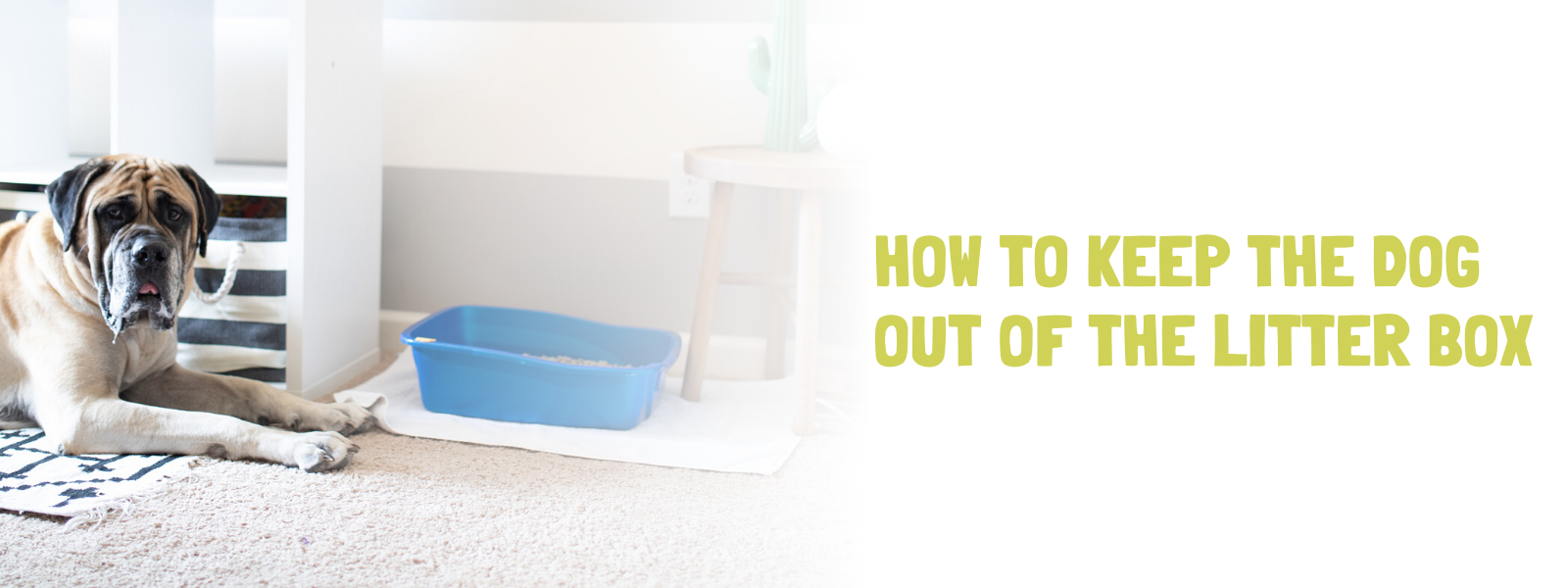 How to Keep the Dog Out of the Litter Box – Door Buddy