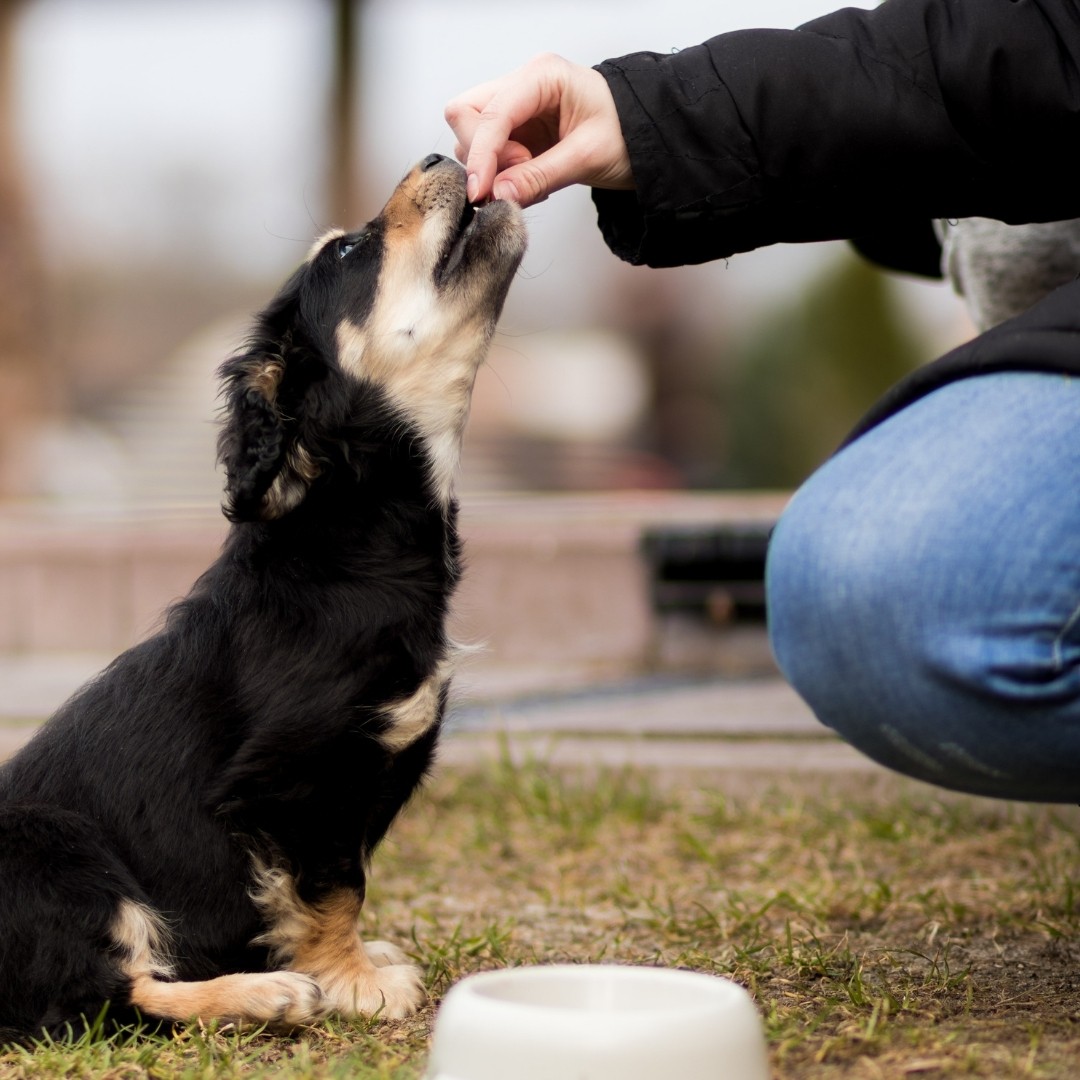 Puppy taking a treat from a person