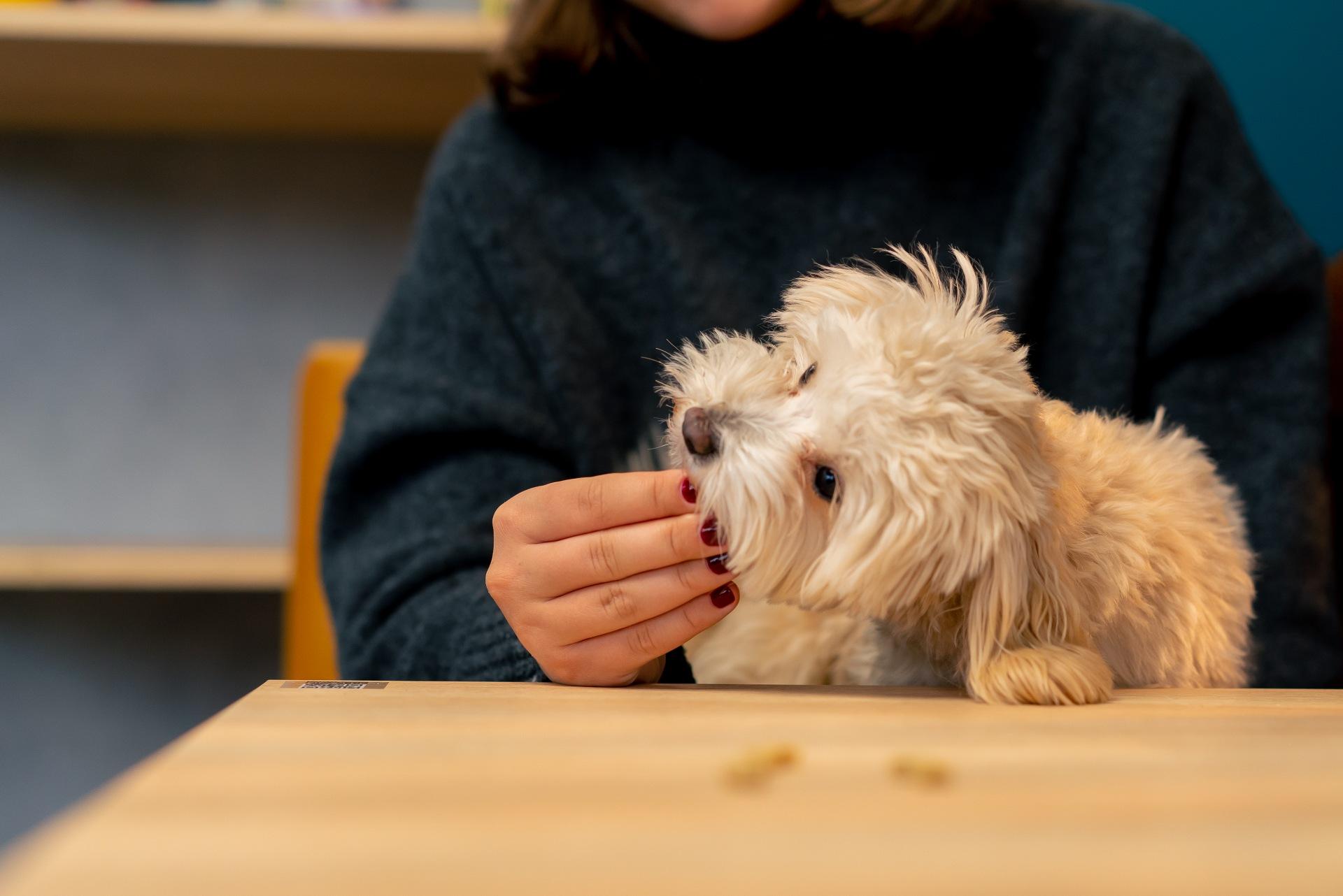 Puppy eating a treat handed by human hand