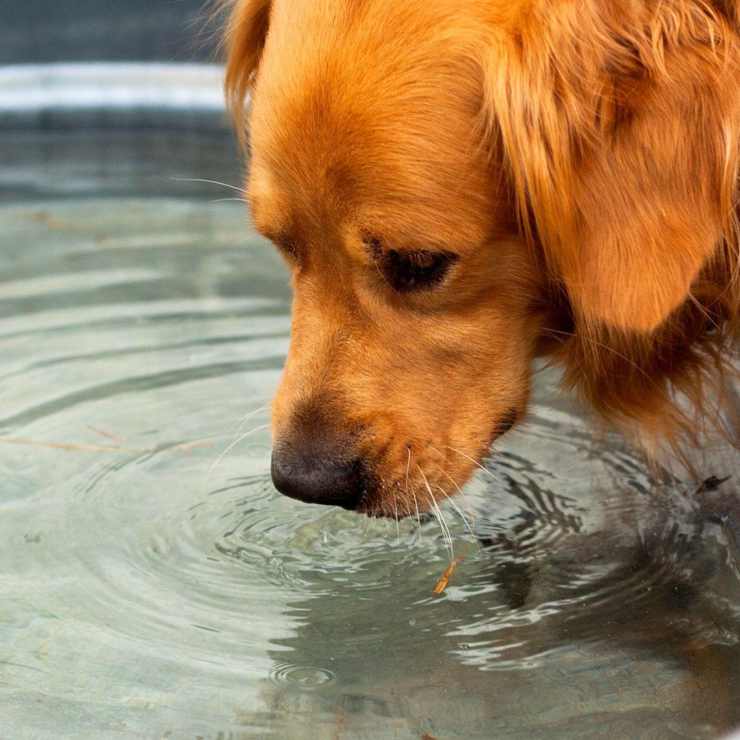 Dog lapping at water fountain