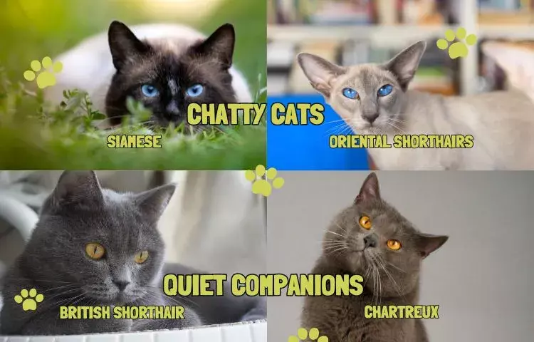 choosing the right cat for your lifestyle