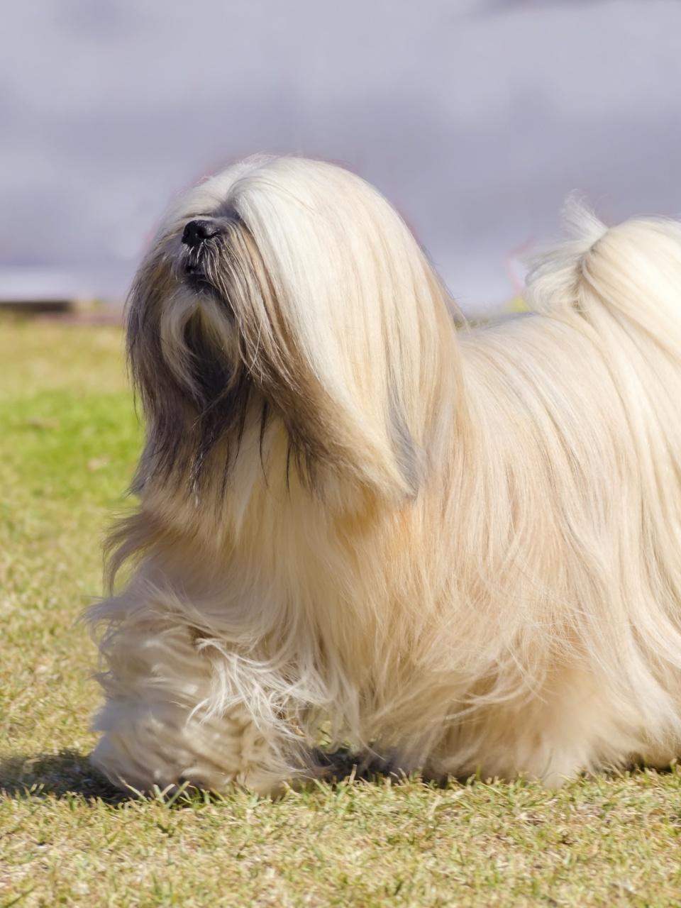 Lhasa Apso Dog