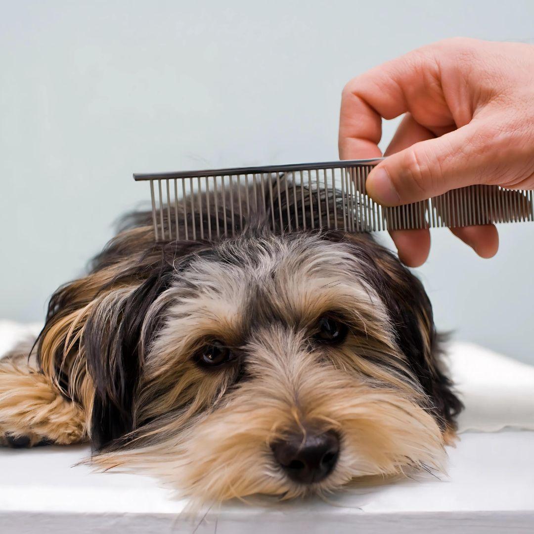 Miniature Schnauzers being groomed