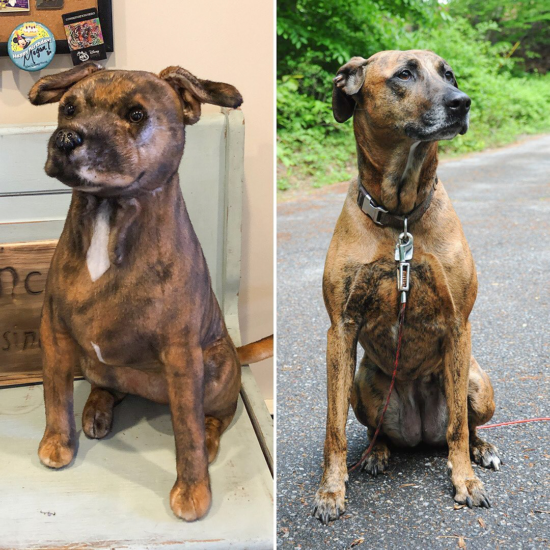 On the left is the dog cuddle clone and the left is the real dog is it based off of