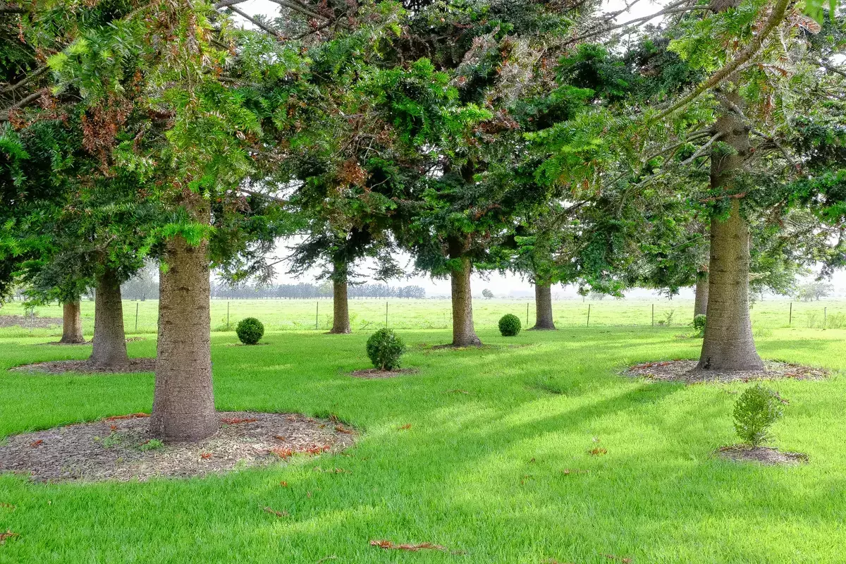 Spaced evergreen trees in a grassy landscape garden.