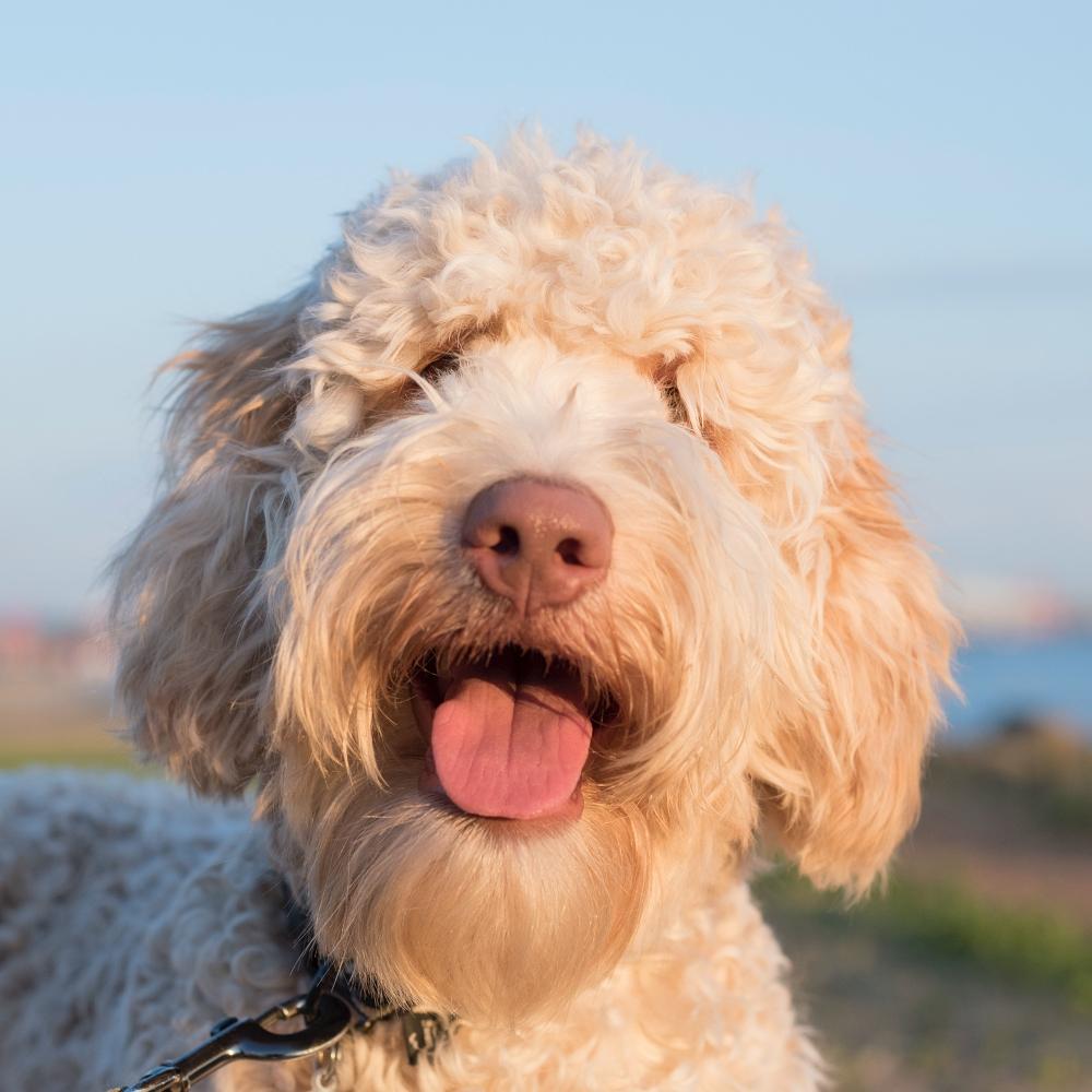Smiling Cobber dog or Labradoodle dog with hidden shaggy fur eyes tongue out at outdoor park by water.