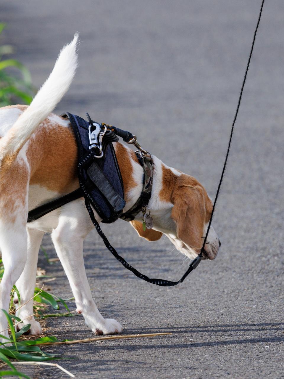 Dog acupuncture canine acupucture session