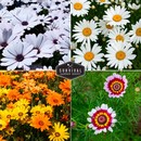 colorful daisies