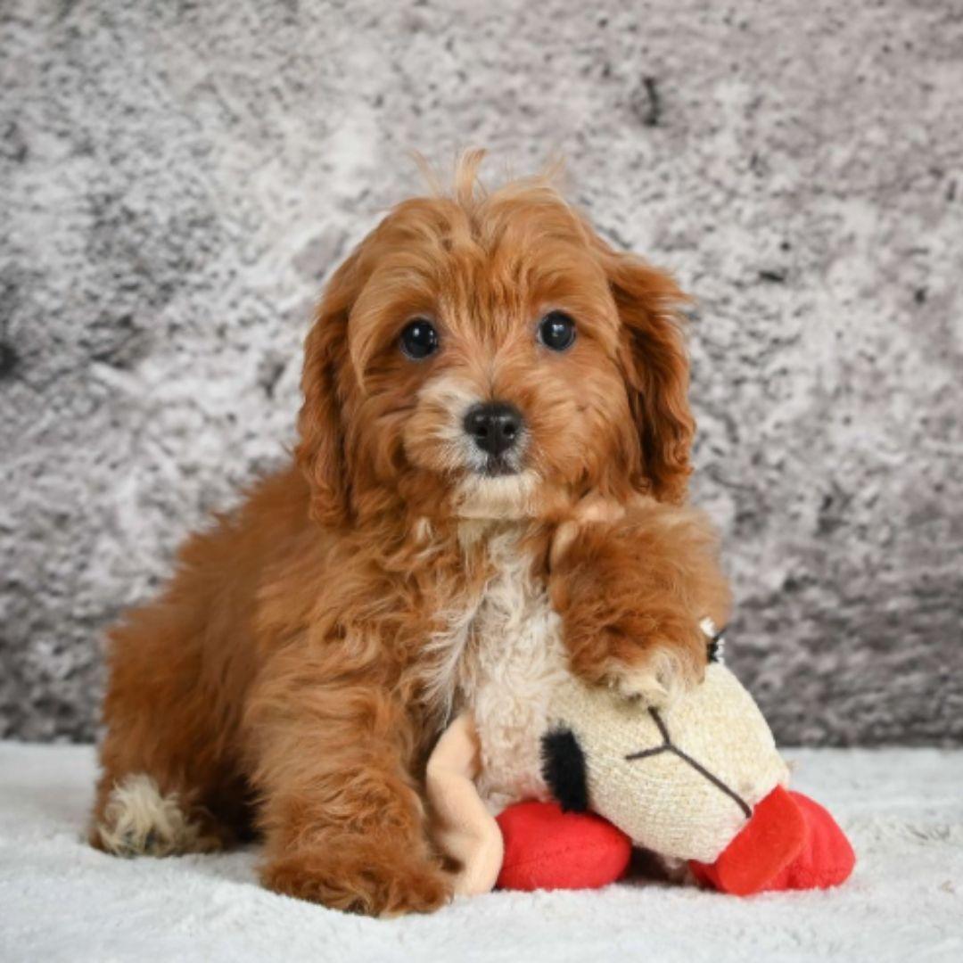 Cavapoo puppy