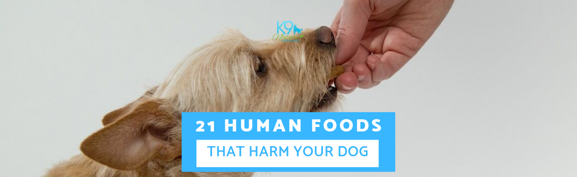 21-harmful-foods-that-harm-your-dog
