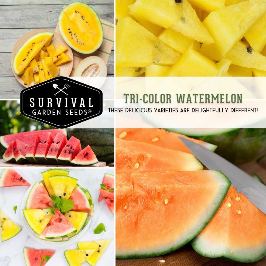 Watermelon Seed Collection - 3 Varieties of colorful watermelon