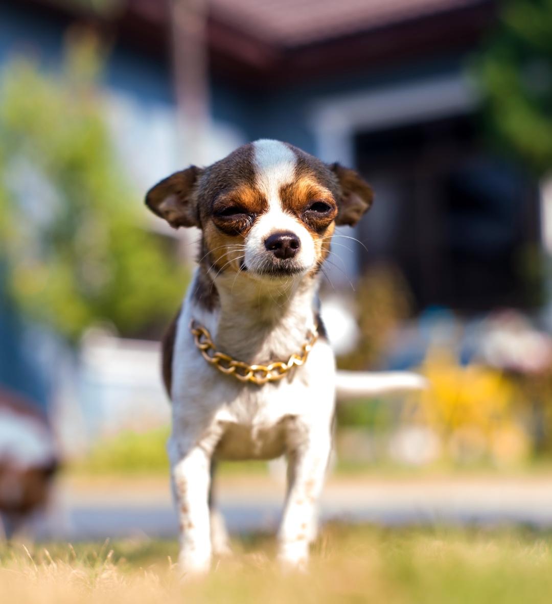 serious little dog boy