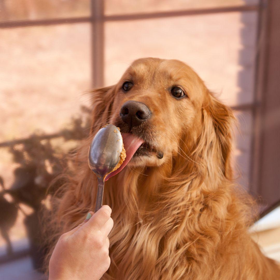 Can Dogs Eat Sweets and Candy Guide to Safe and Dangerous Sugary Foods