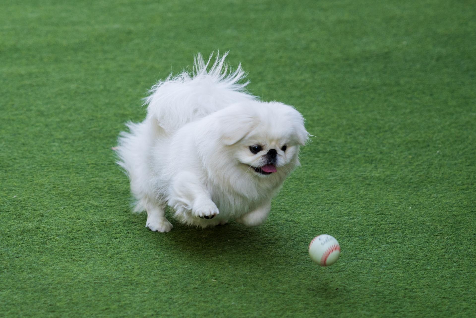 Pekingese dog