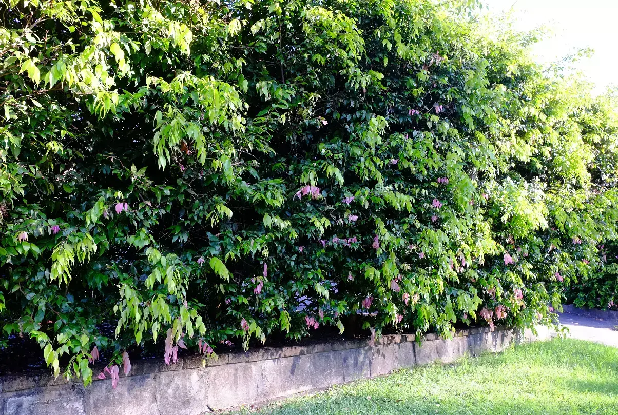 Dense Lilly Pilly hedge with glossy green foliage and pink new growth along a low retaining wall.