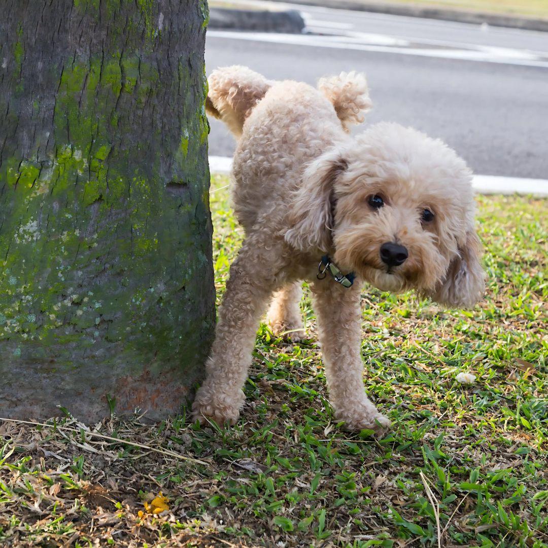 Male poodle urinating pee on tree trunk