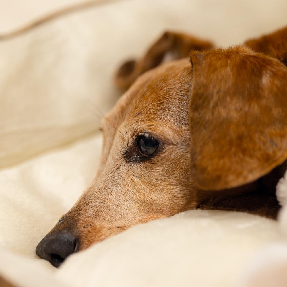 Dachshund dog lying on the bed at home