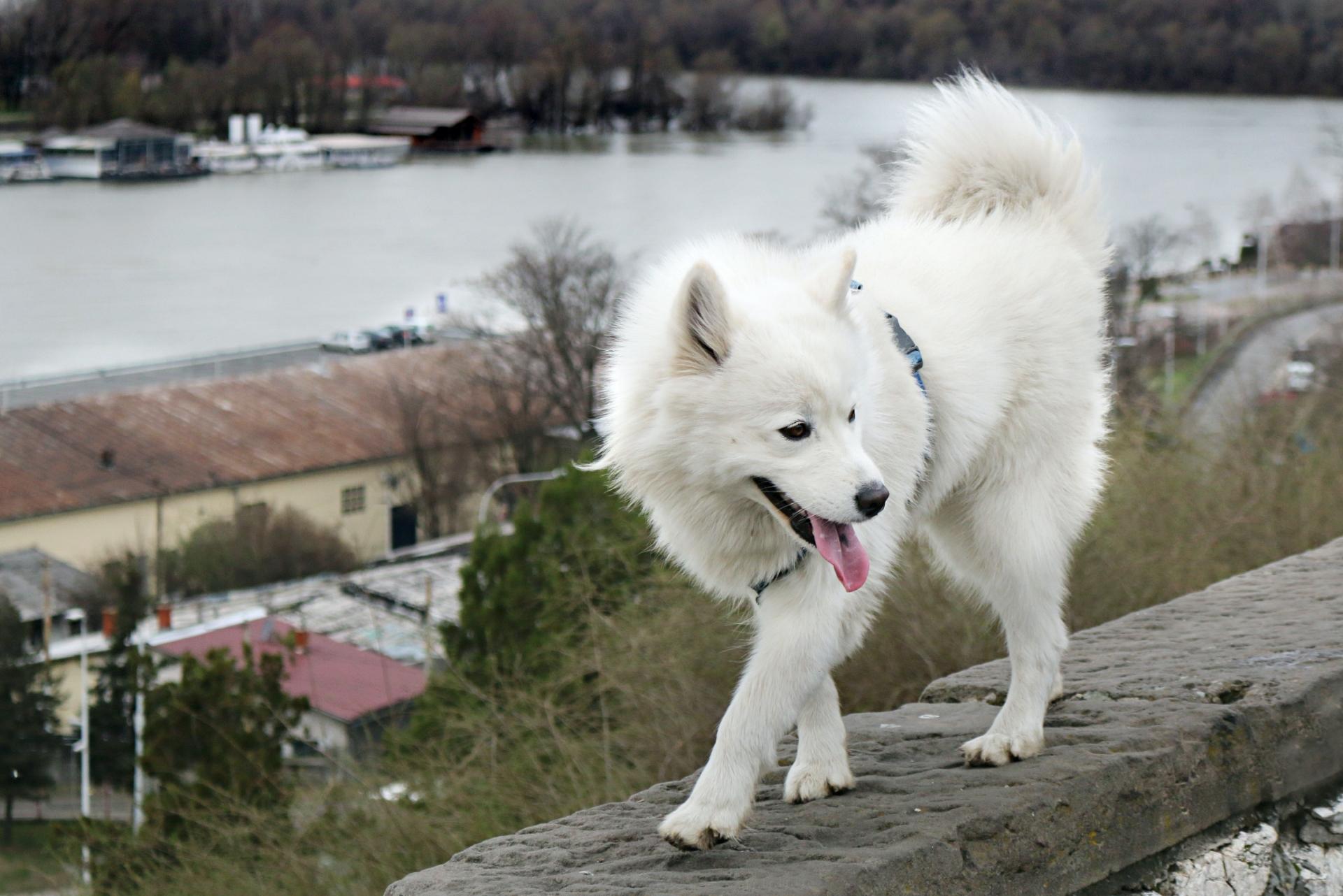 American Eskimo Dog