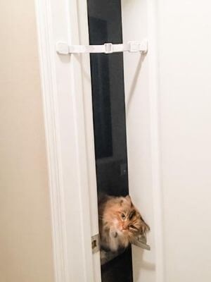prop door open for cat