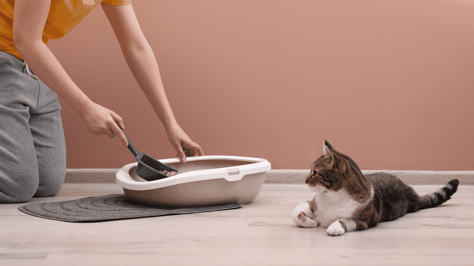 How to Litter Train an Adult Cat – Door Buddy