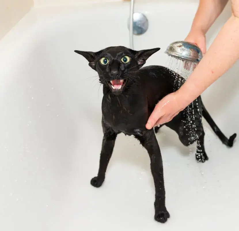 A startled cat meowing while being rinsed with a showerhead