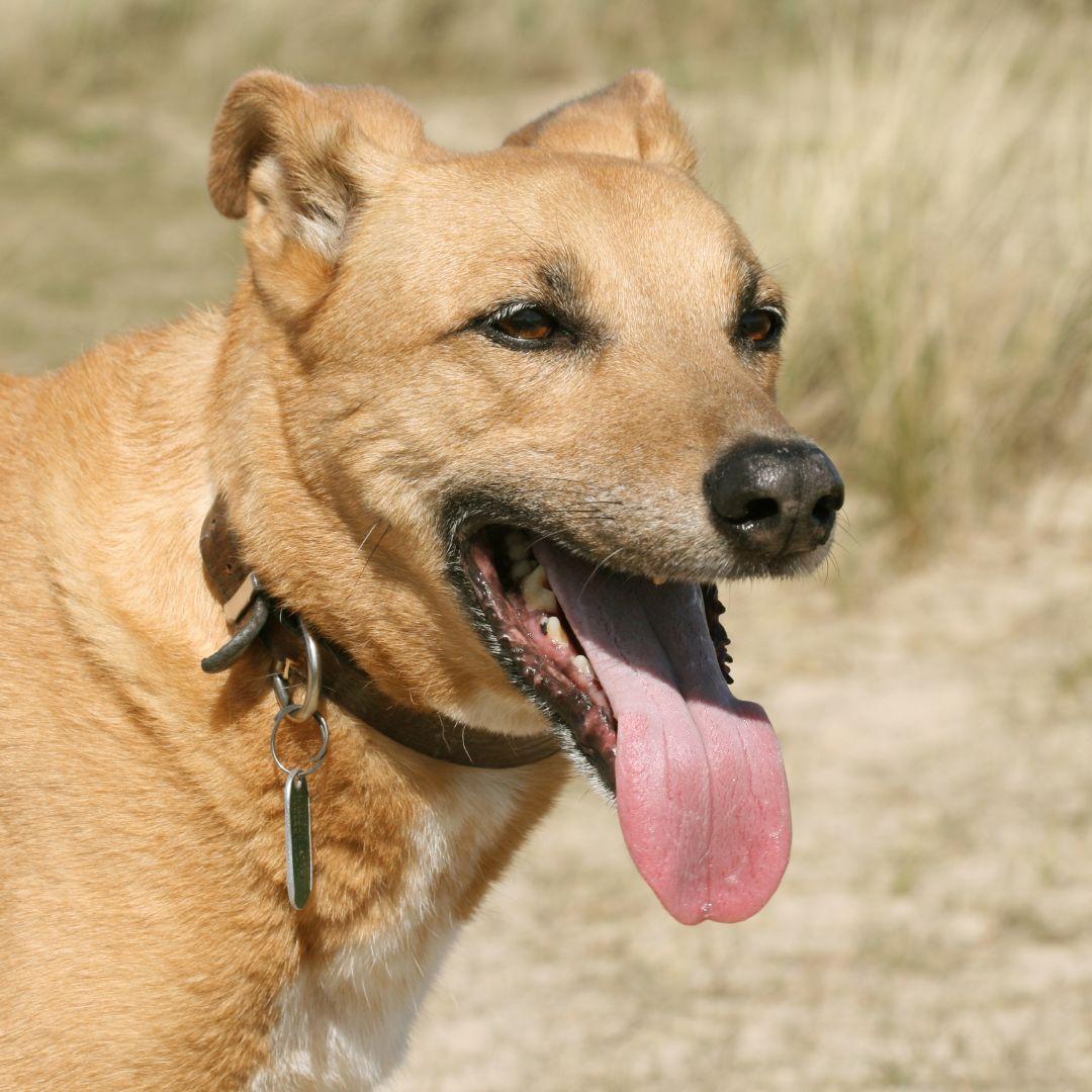 Panting dog in heat