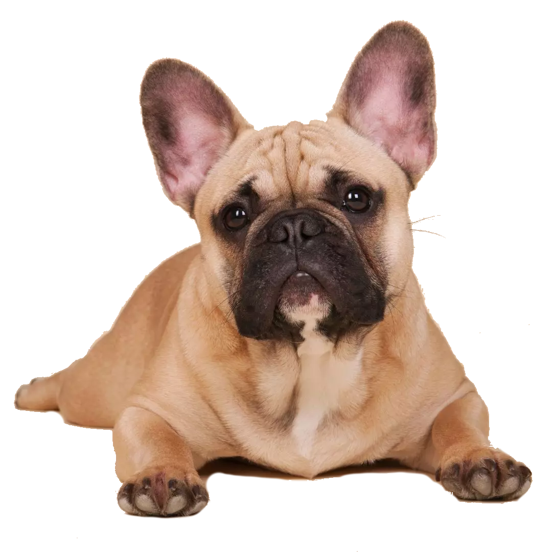 French Bulldog Breed