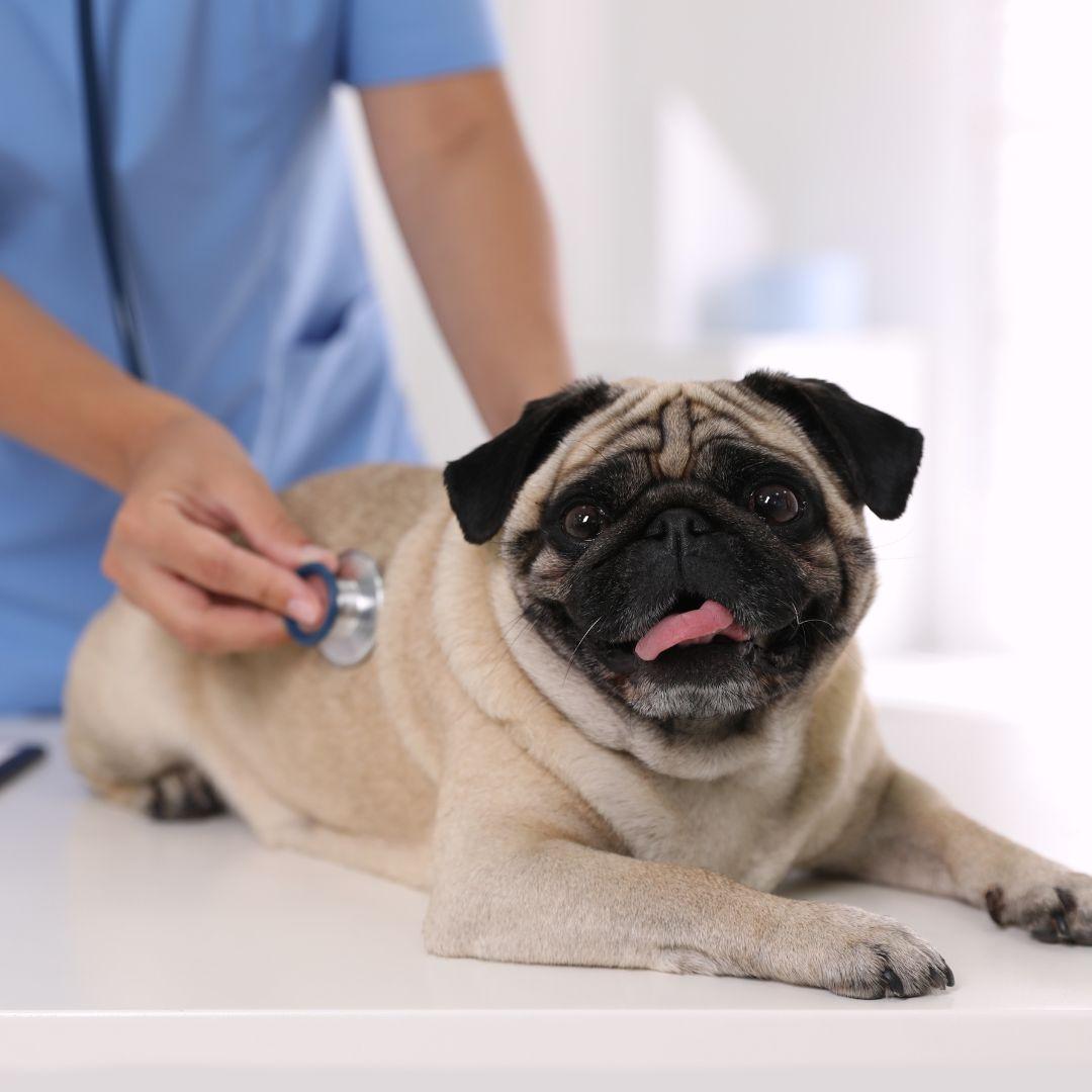 Pug at vets