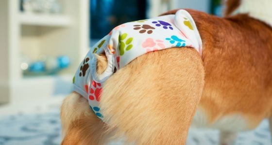 Corgi wearing reusable dog diaper