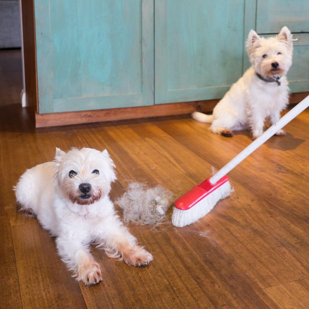 Westies with shedded fur pile