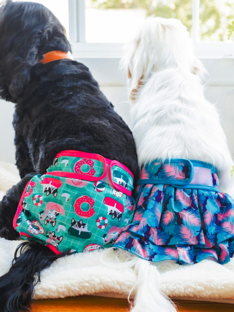 Two dogs wearing reusable diapers