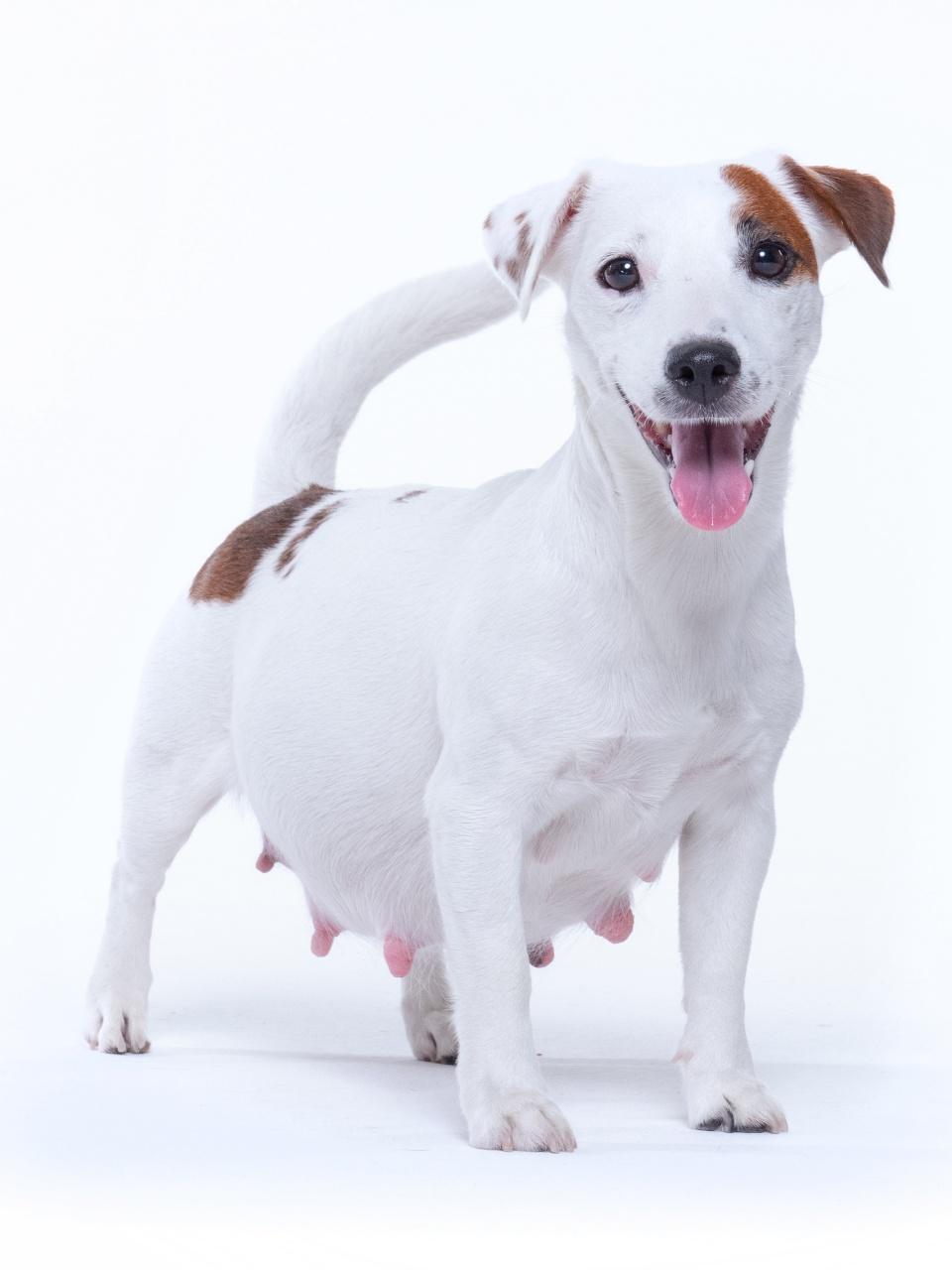 A happy white-and-brown small dog stands against a white background with its tail curled up and tongue out.
